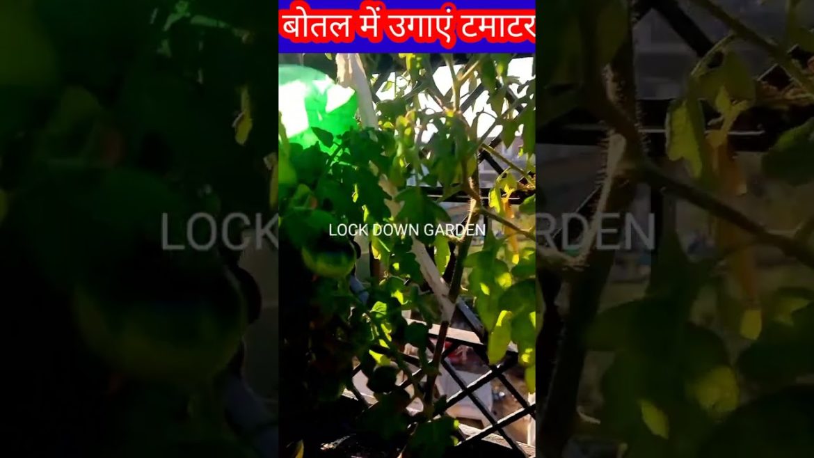 bottle me tamatar kaise ugaye/बोतल में टमाटर उगाने उगाएं🍅🍅🍅/Gardening Tips#Shorts@Terrace and Garden