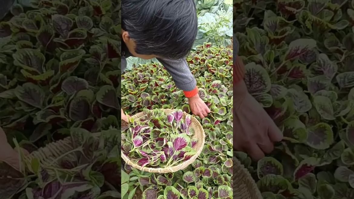 how to growth vegetable /gardening ideas for home how to growth vegetable /gardening ideas for home