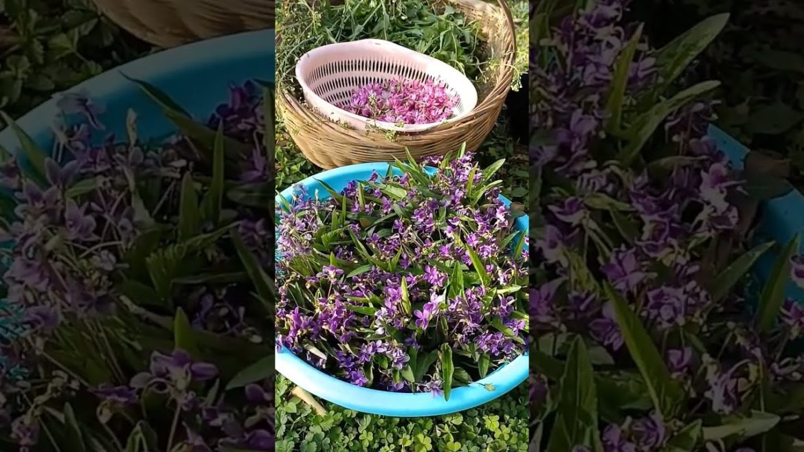 how to growth vegetable /gardening ideas for home how to growth vegetable /gardening ideas for home