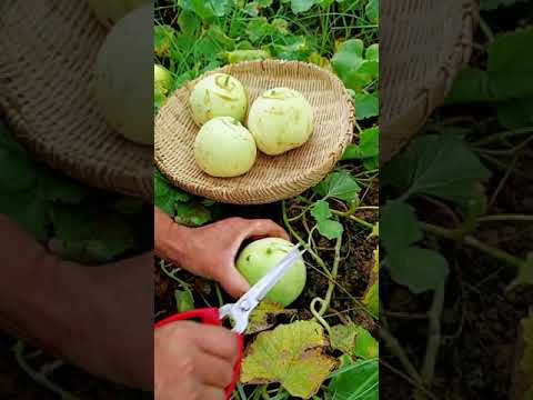 how to growth vegetable /gardening ideas for home how to growth vegetable /gardening ideas for home
