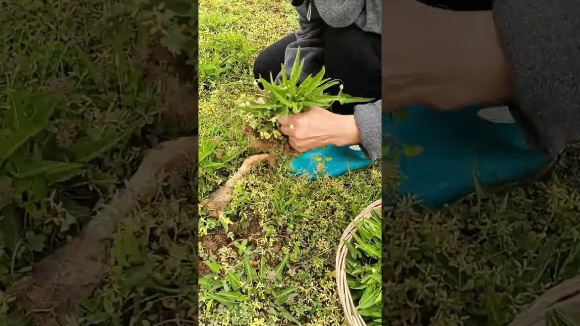 how to growth vegetable /gardening ideas for home how to growth vegetable /gardening ideas for home