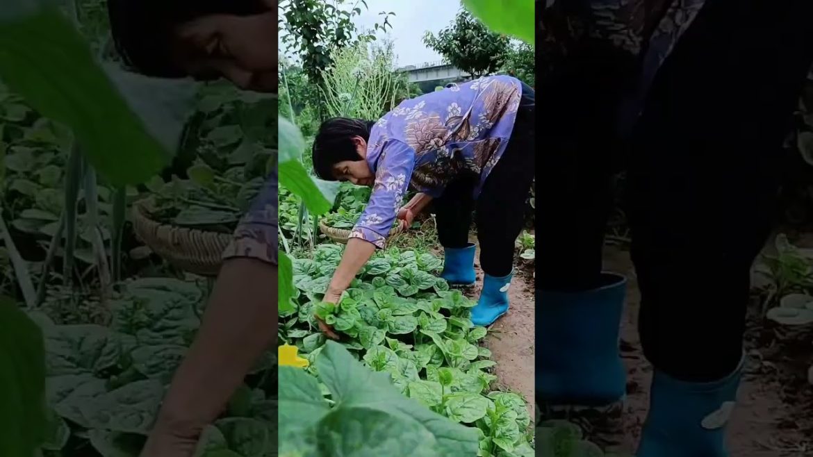 how to growth vegetable /gardening ideas for home how to growth vegetable /gardening ideas for home