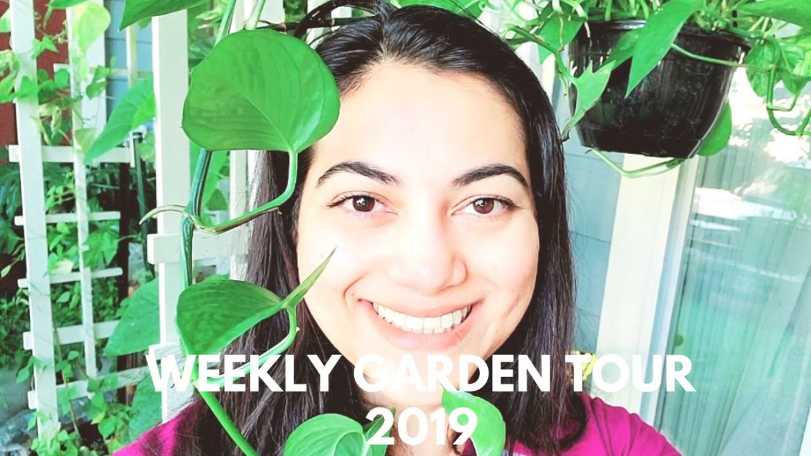 Weekly Garden Tour || Urban Patio Container Gardening 2019