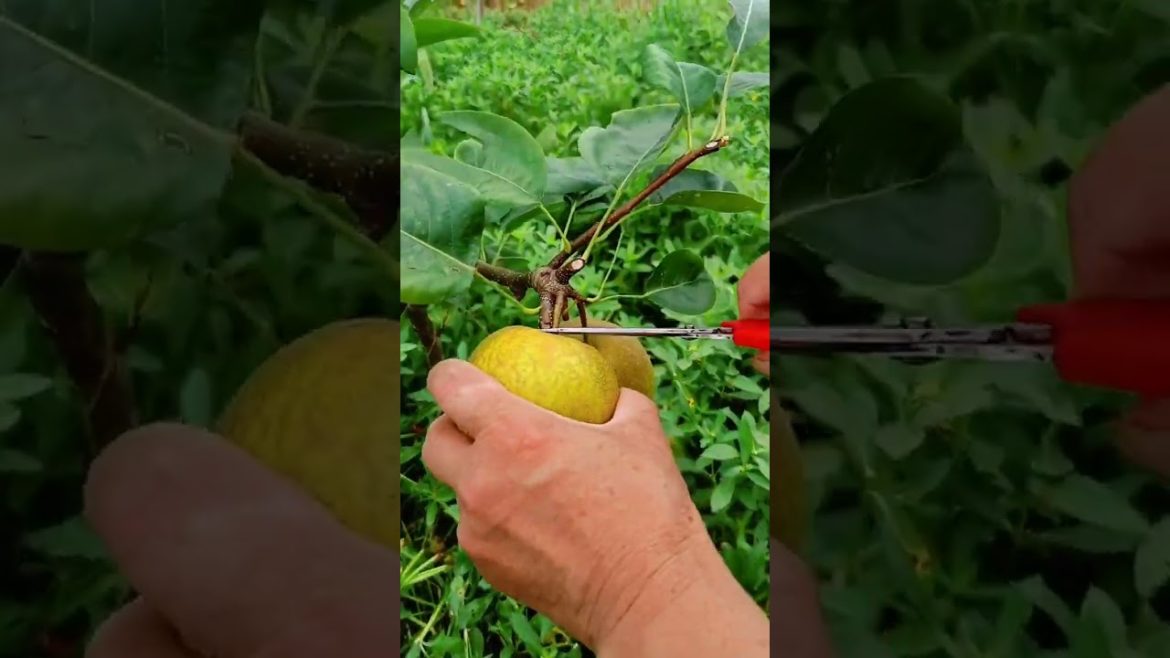 how to growth vegetable /gardening ideas for home how to growth vegetable /gardening ideas for home