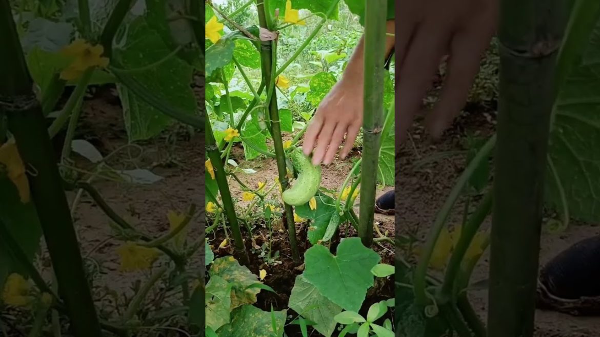 how to growth vegetable /gardening ideas for home how to growth vegetable /gardening ideas for home