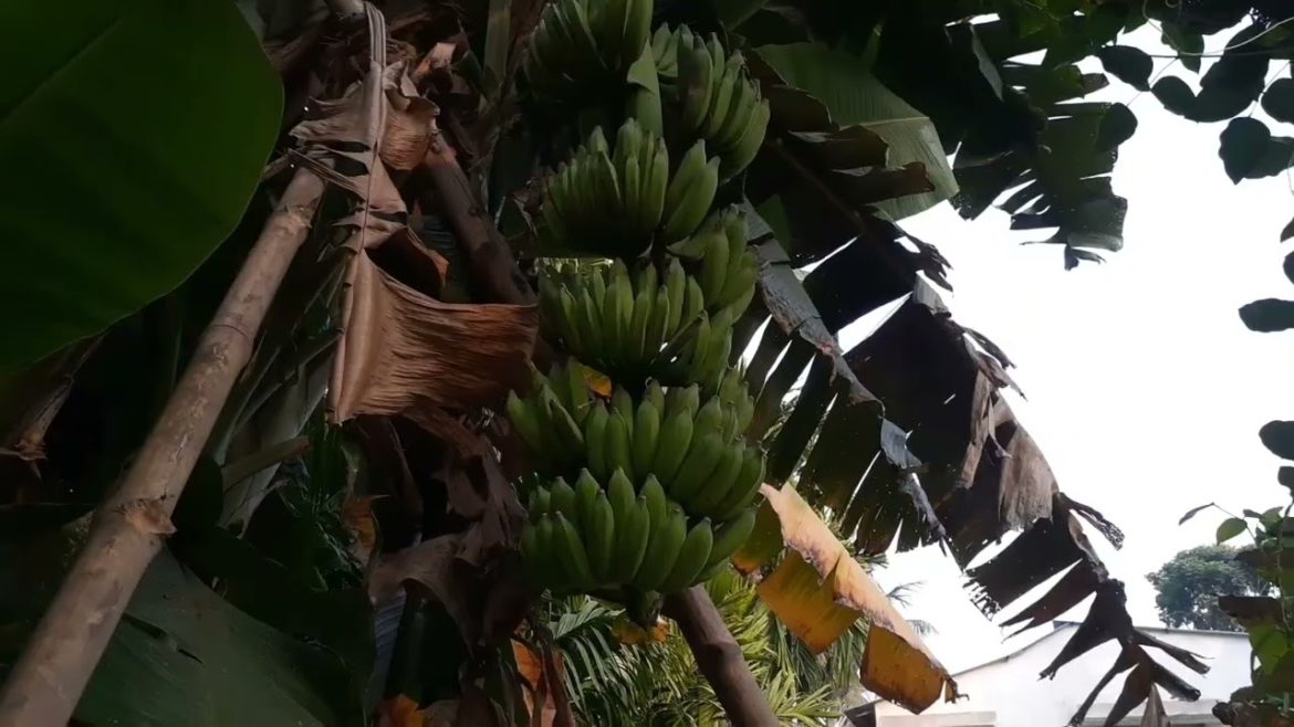 HOW TO GROW EVEYTHING IN A SMALL GARDEN | FRONT YARD GARDEN HOW TO GROW EVEYTHING IN A SMALL GARDEN | FRONT YARD GARDEN