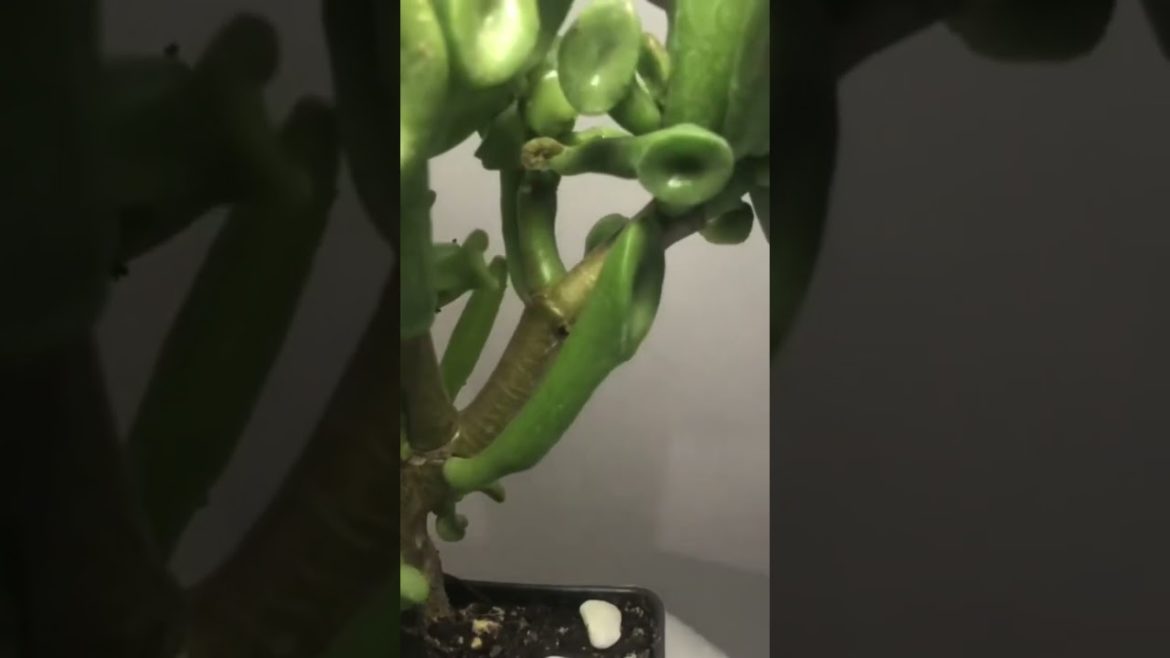 #shrek succulent #howtocare #shortvideo #ogreears #crassula #trending #tiktok #gardentastic #shorts