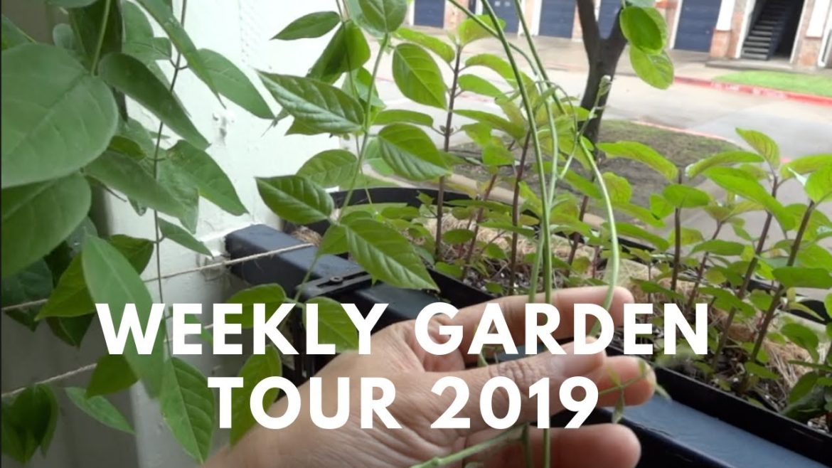 Weekly Garden Tour || Urban Patio Container Gardening 2019 Weekly Garden Tour || Urban Patio Container Gardening 2019