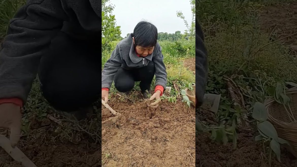 how to growth vegetable /gardening ideas for home how to growth vegetable /gardening ideas for home