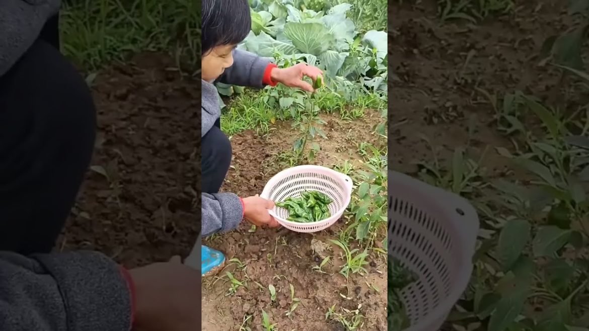 how to growth vegetable /gardening ideas for home how to growth vegetable /gardening ideas for home