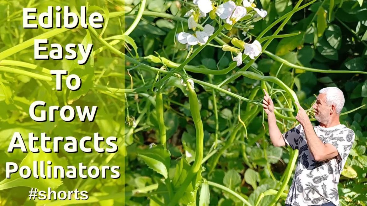 #shorts Must Have Plant For Permaculture Food Forest Garden #shorts Must Have Plant For Permaculture Food Forest Garden