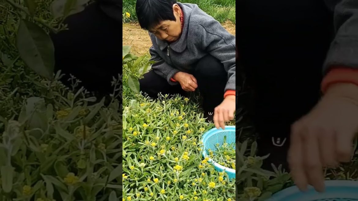 how to growth vegetable /gardening ideas for home