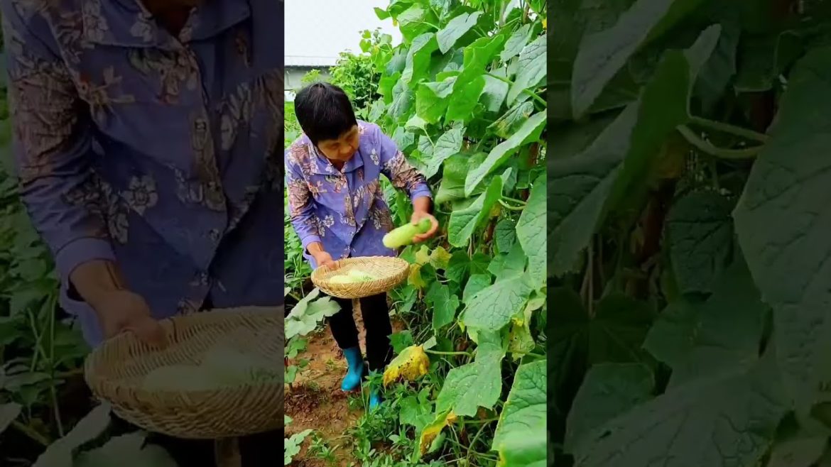 how to growth vegetable /gardening ideas for home how to growth vegetable /gardening ideas for home