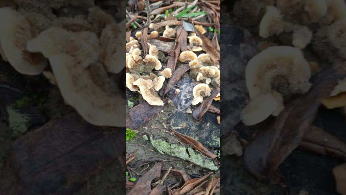 @flowerszoneforever In my Garden. Mushrooms