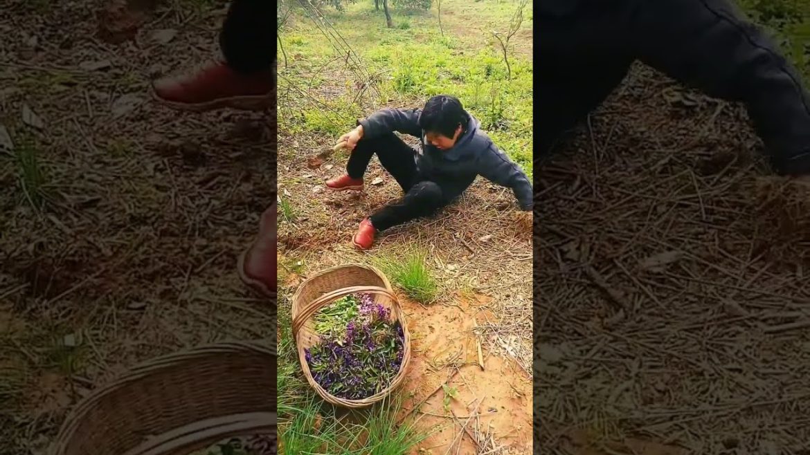 how to growth vegetable /gardening ideas for home how to growth vegetable /gardening ideas for home