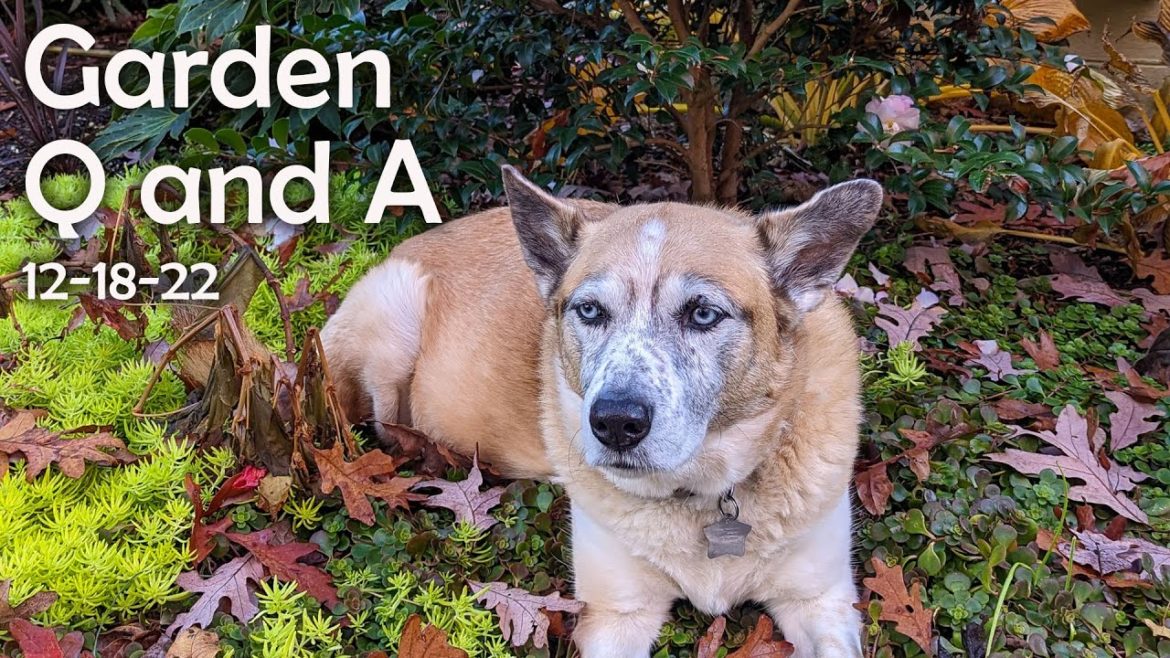 Great Gardening Questions Answered - Winter is Coming Edition!