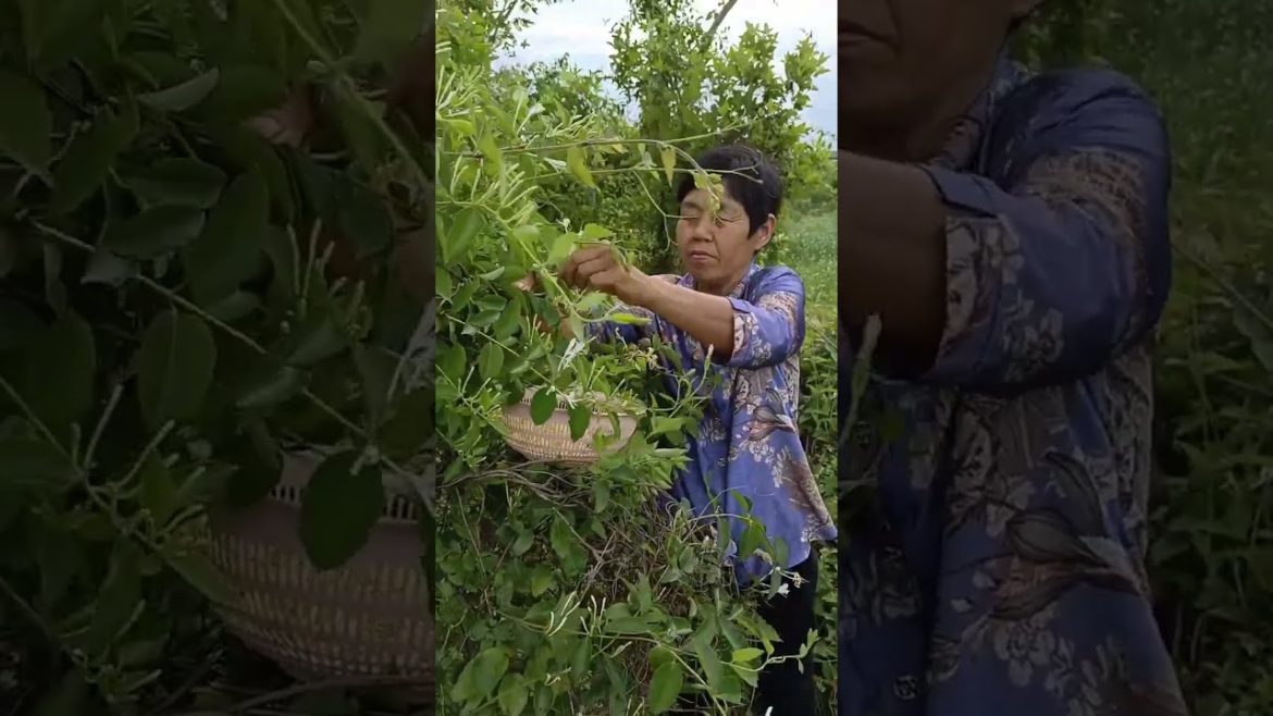 how to growth vegetable /gardening ideas for home how to growth vegetable /gardening ideas for home