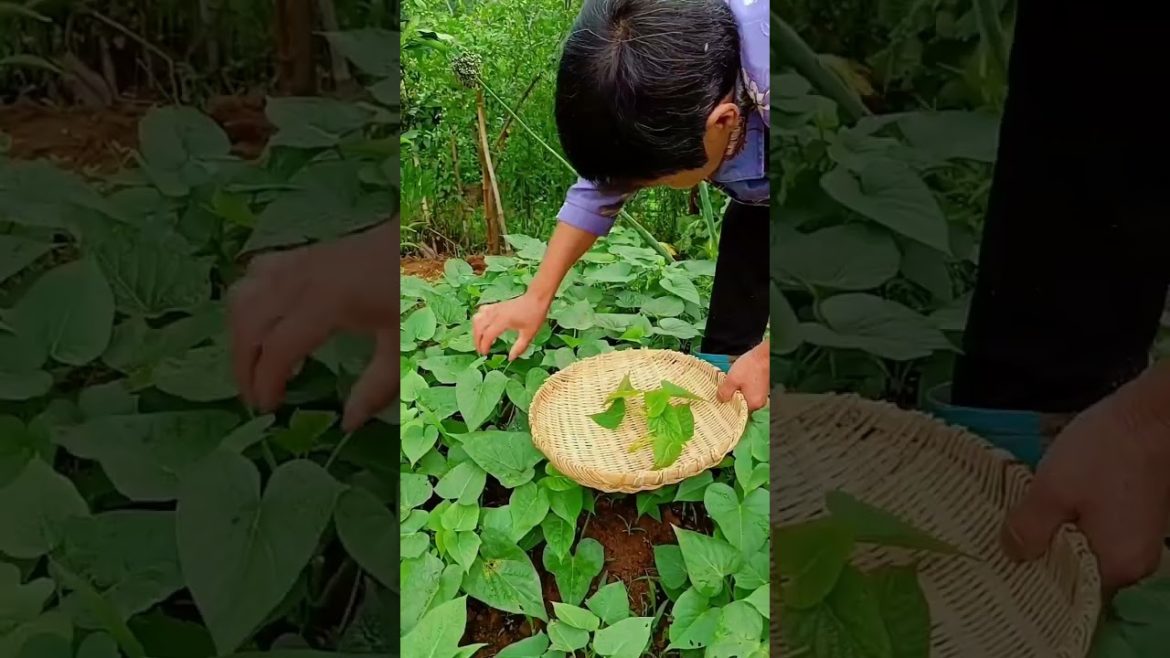 how to growth vegetable /gardening ideas for home how to growth vegetable /gardening ideas for home