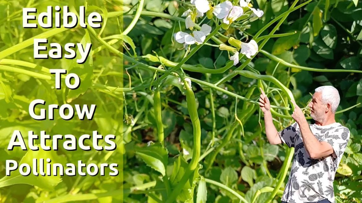 Add This Plant  To Your Permaculture Food Forest Garden Or Edible Landscaping