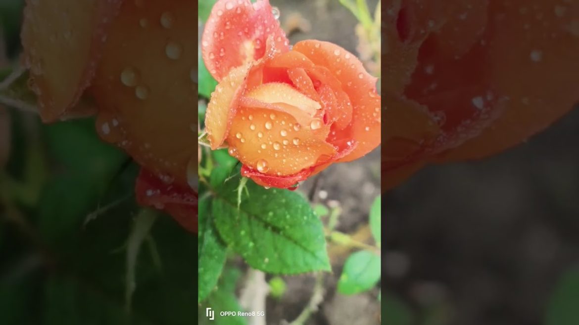 #shorts flower status!! flowers status! whatsapp status!#short#love #vairal#vairalshort