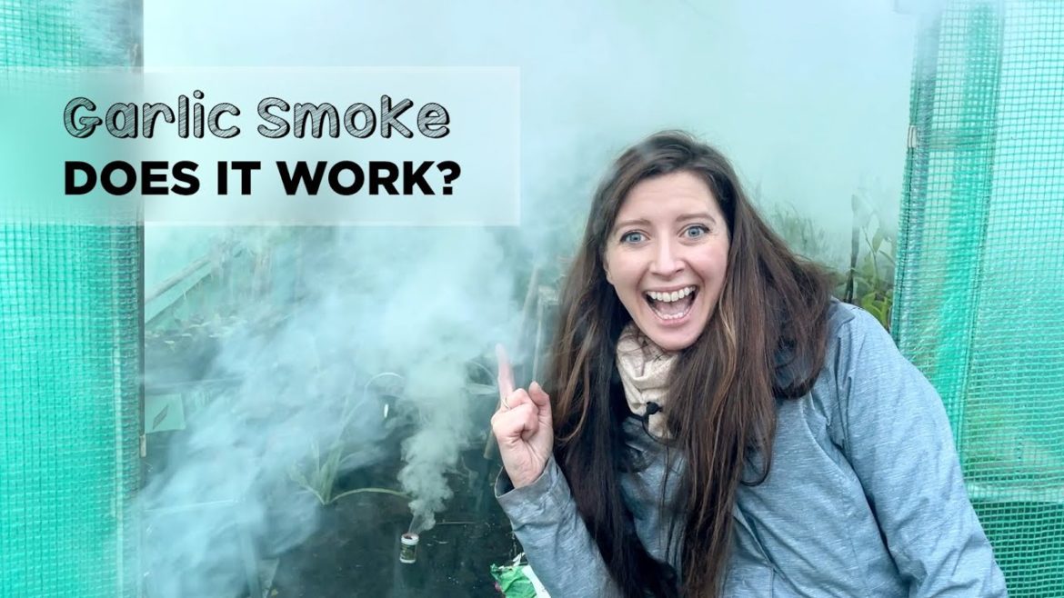 Fumigating the Polytunnel to Kill Overwintering Pests