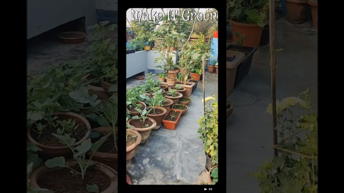 #Shorts || What the beauty On My Terrace Garden