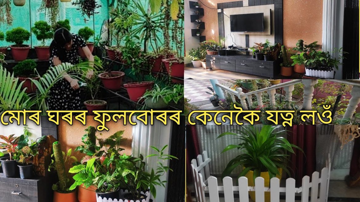 মোৰ ঘৰৰ ফুল আৰু চাদৰ নেমুজোপা| winter garden| terrace garden|DrRaineesHealthyWay মোৰ ঘৰৰ ফুল আৰু চাদৰ নেমুজোপা| winter garden| terrace garden|DrRaineesHealthyWay