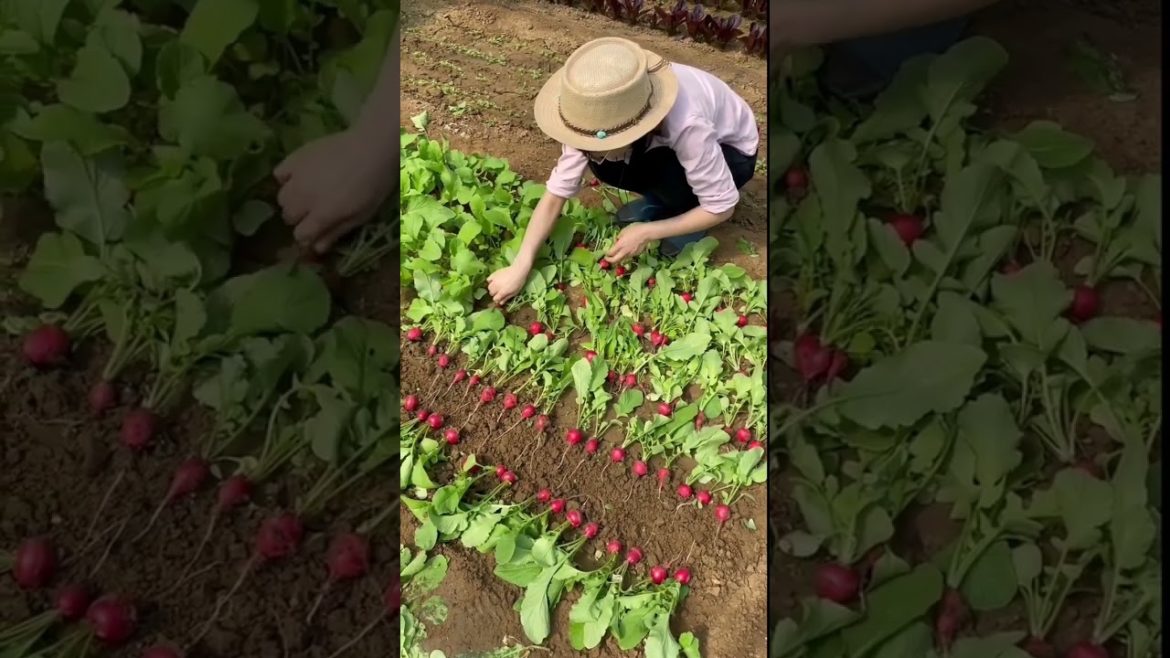 how to growth vegetable /gardening ideas for home how to growth vegetable /gardening ideas for home