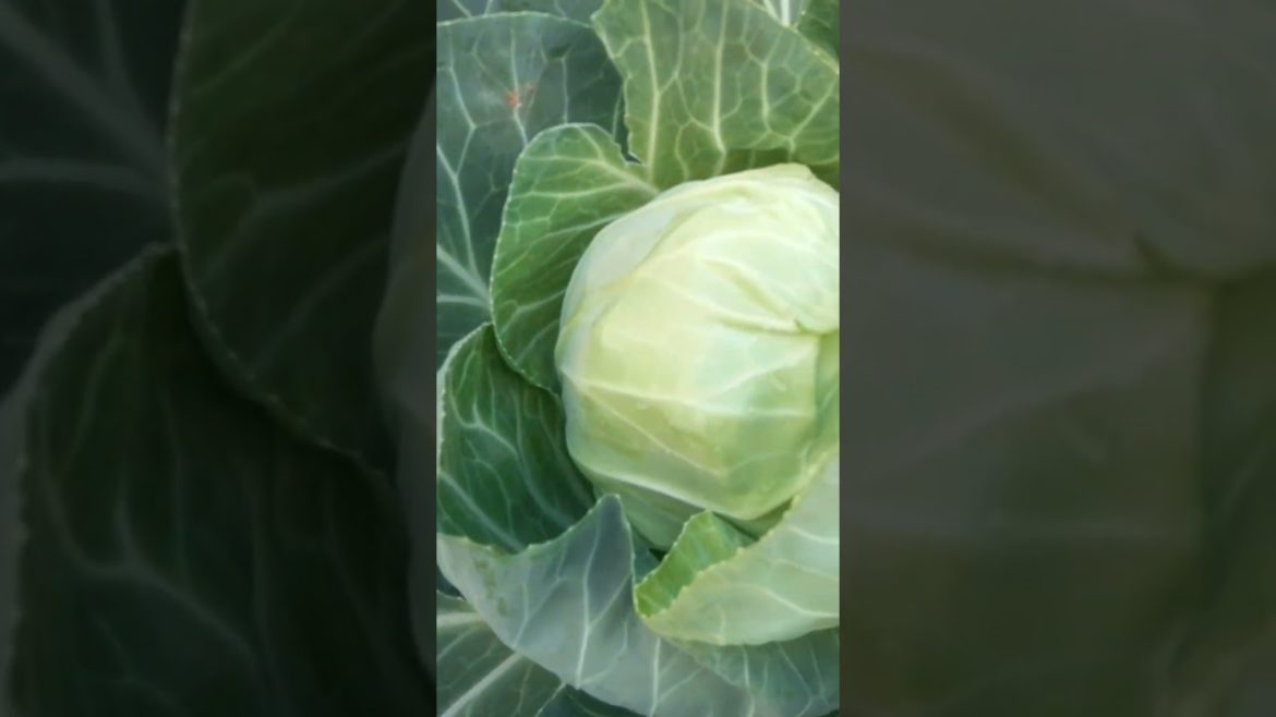 #shorts #youtubeshorts #gardening #vegetable #garden #ytshorts #gardeningtips #gobhi #desisbji