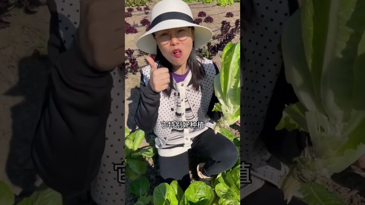 how to growth vegetable /gardening ideas for home how to growth vegetable /gardening ideas for home