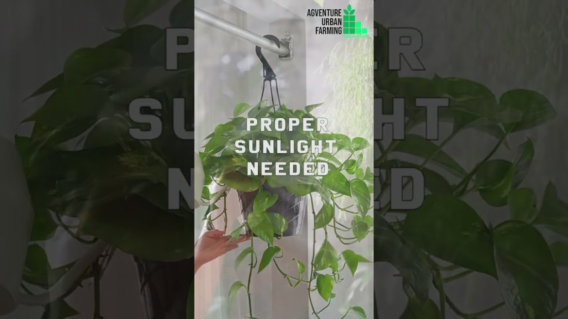 Garden plant care tips in the winter season(part 1) | Winter season plant care tips