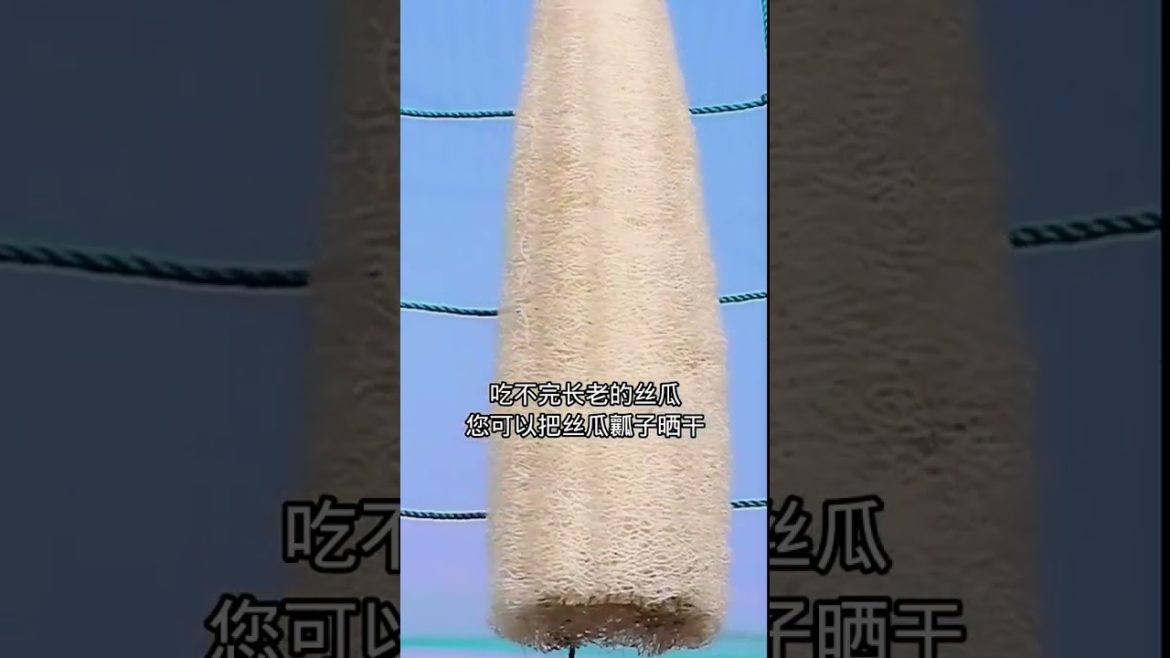 how to growth vegetable /gardening ideas for home