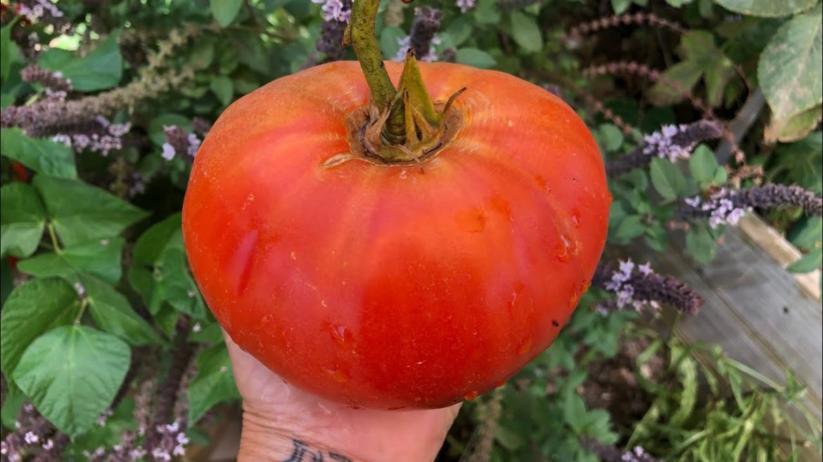 🍅main garden tour wrap up + edible garden landscape tour - july 2022🌶 #southerncaliforniagardening