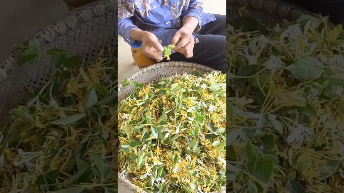 how to growth vegetable /gardening ideas for home how to growth vegetable /gardening ideas for home