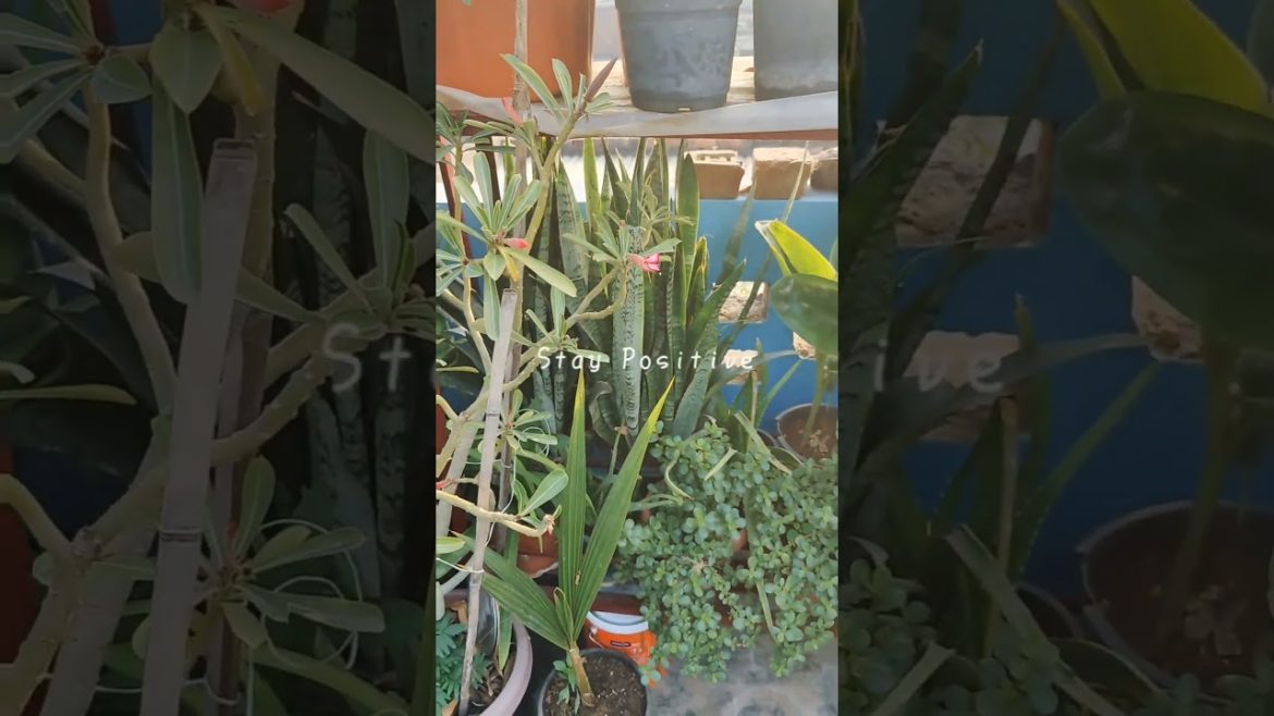 Gardening Short Video || Plants collection on my Terrace Garden || #gardening #shorts