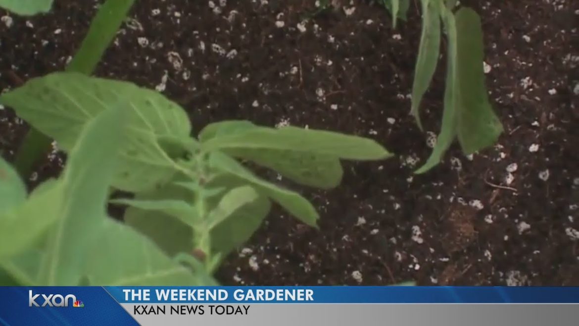 Weekend Gardener: How to garden while social distancing