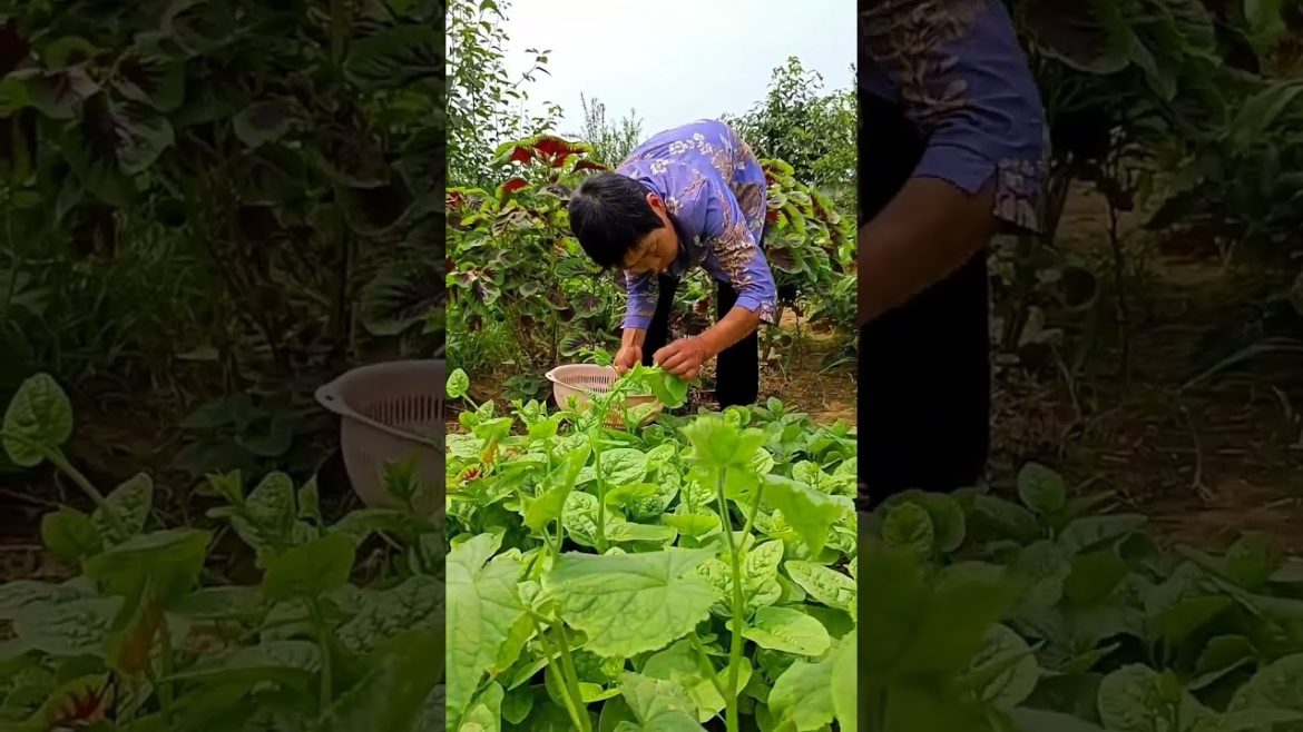 how to growth vegetable /gardening ideas for home how to growth vegetable /gardening ideas for home