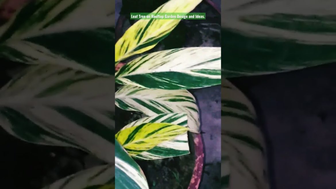 Roof Gardening#  Design # Decoration Ideas.#shorts #share #subscribe #status .