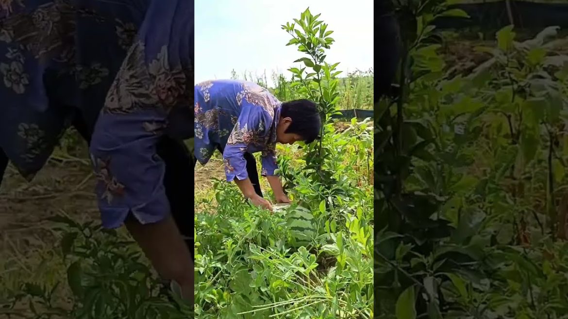 how to growth vegetable /gardening ideas for home how to growth vegetable /gardening ideas for home