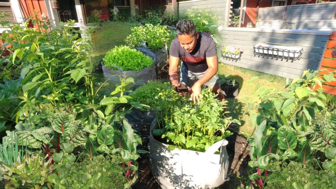 MASAGANANG GULAYAN!!! BACKYARD GARDEN!!! VEGETABLE GARDEN! GARDENING!!!