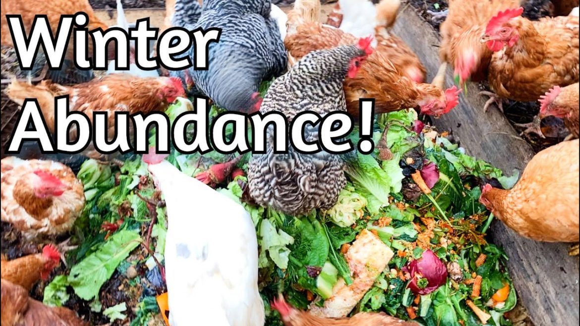 Chickens enjoy compost ALL winter!