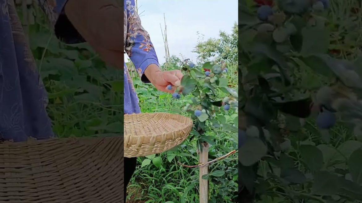 how to growth vegetable /gardening ideas for home how to growth vegetable /gardening ideas for home