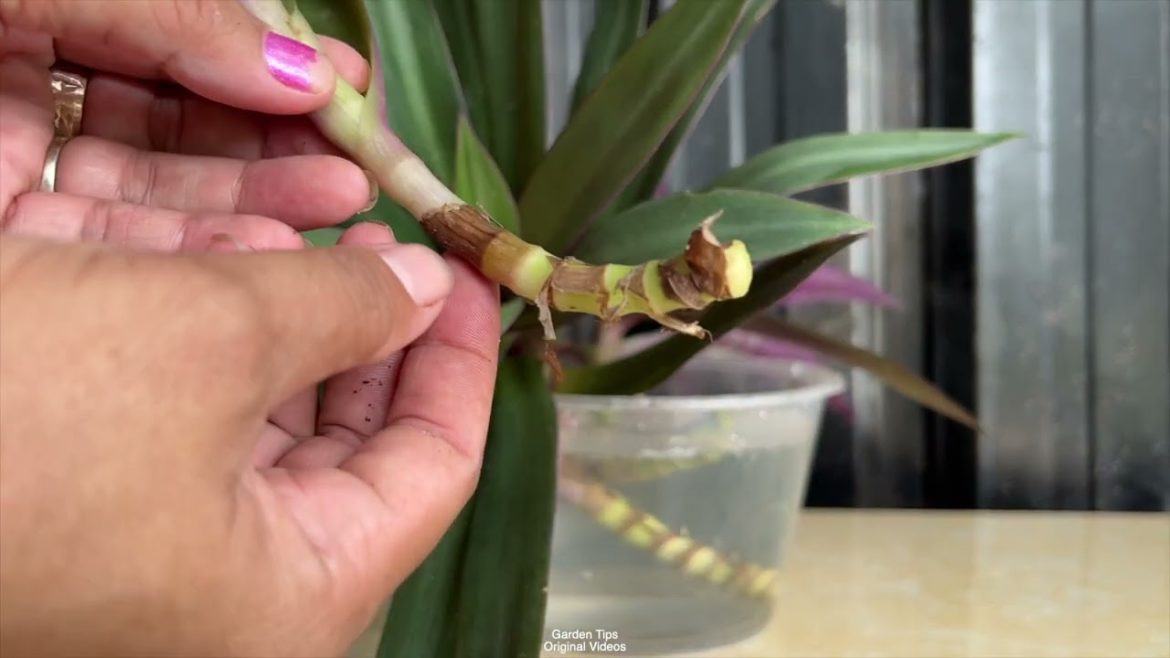 Tradescantia Growing From Cutting: Everything You Need to Know Tradescantia Growing From Cutting: Everything You Need to Know