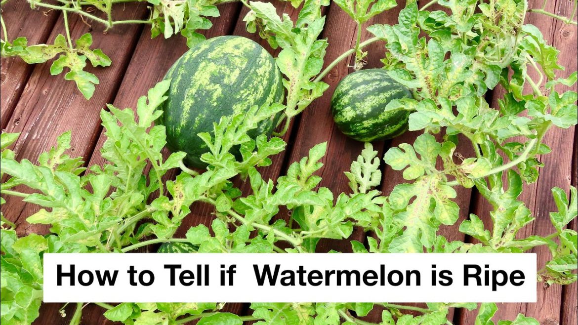 How To Tell If Watermelon Is Ripe | Chicago Gardener