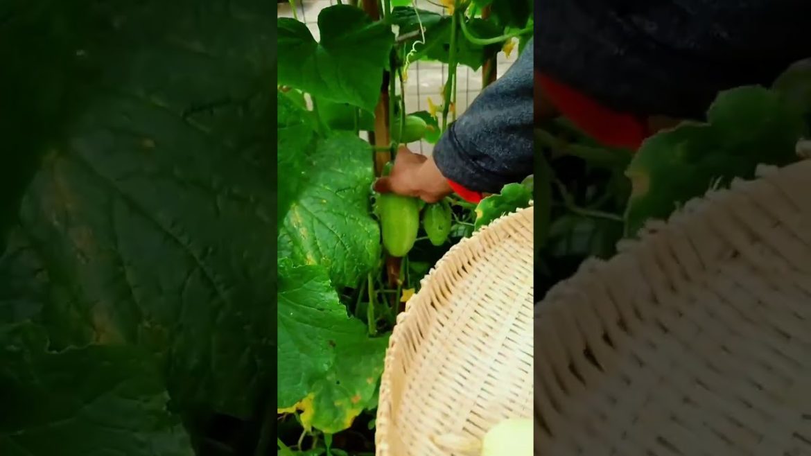 how to growth vegetable /gardening ideas for home how to growth vegetable /gardening ideas for home