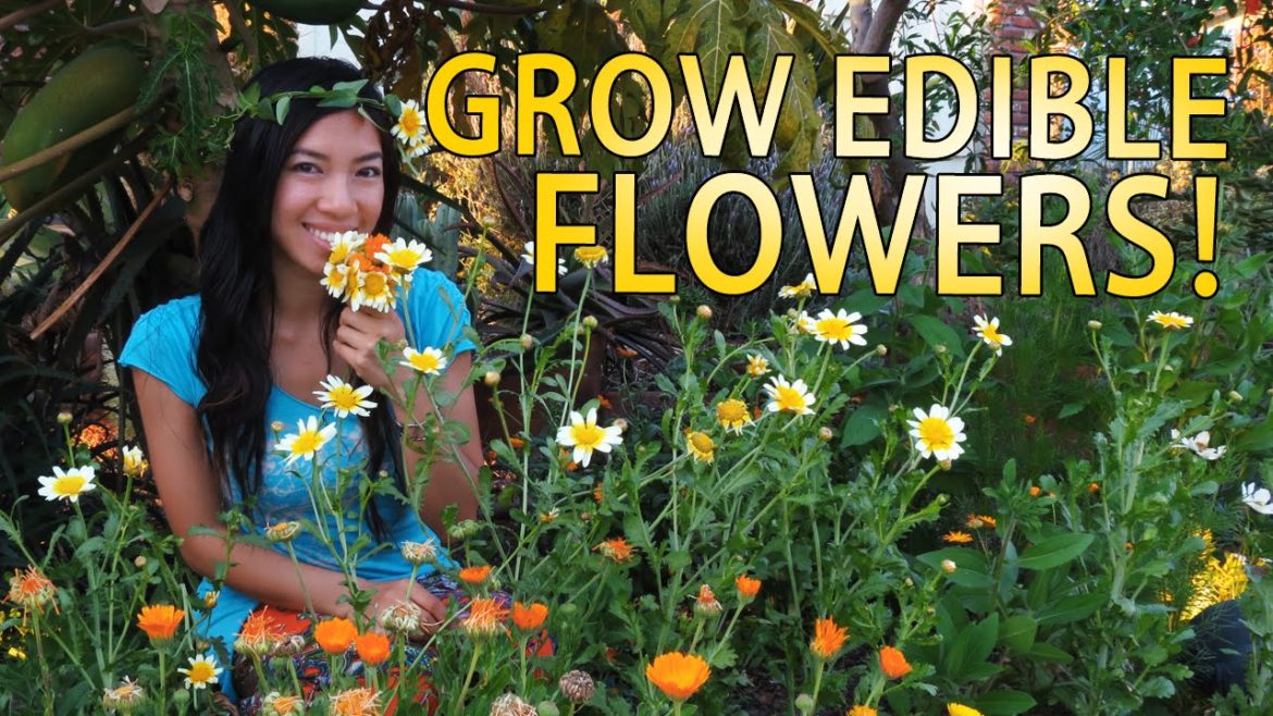 Edible Flowers You Can Grow Edible Flowers You Can Grow