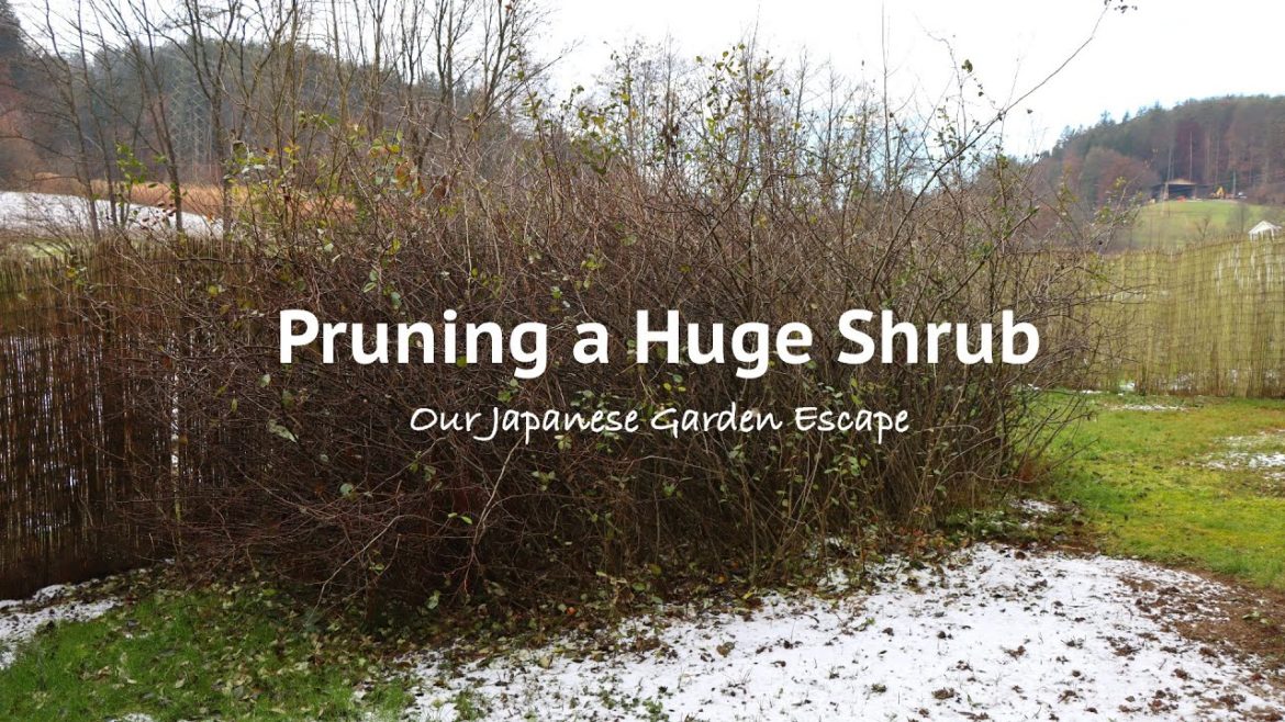 Bringing a Large Japanese Quince Back Under Control | Our Japanese Garden Escape Bringing a Large Japanese Quince Back Under Control | Our Japanese Garden Escape