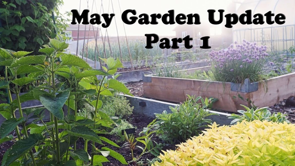 May Backyard Garden Update - Part 1