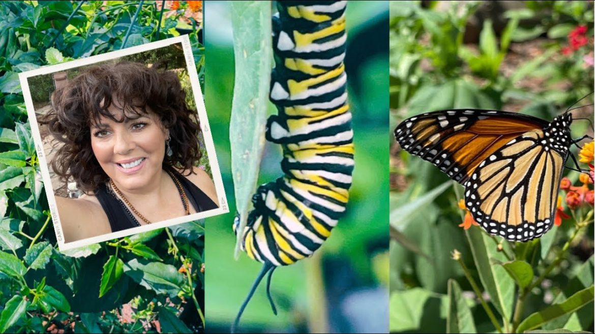 BUTTERFLY GARDEN VLOG | Milkweed for Monarch Caterpillars