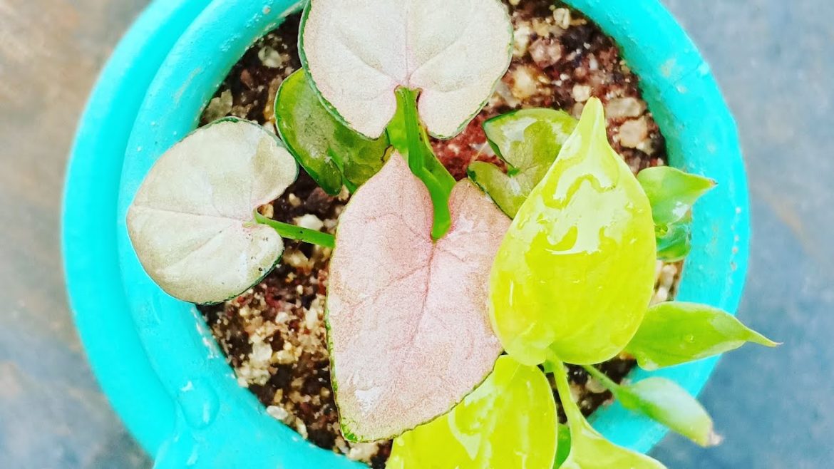 Indoor Gardening Tips | Syngonium and Spathiphyllum || Indoor Container Gardening | Tea cup plants